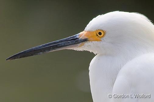 Snowy Egret Profile_33495.jpg - Snowy Egret (Egretta thula)Photographed along the Gulf coast near Port Lavaca, Texas, USA.